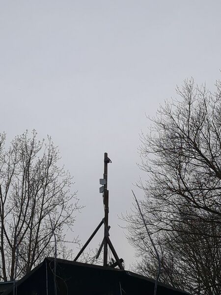 Datei:Mast Wuhli.jpg